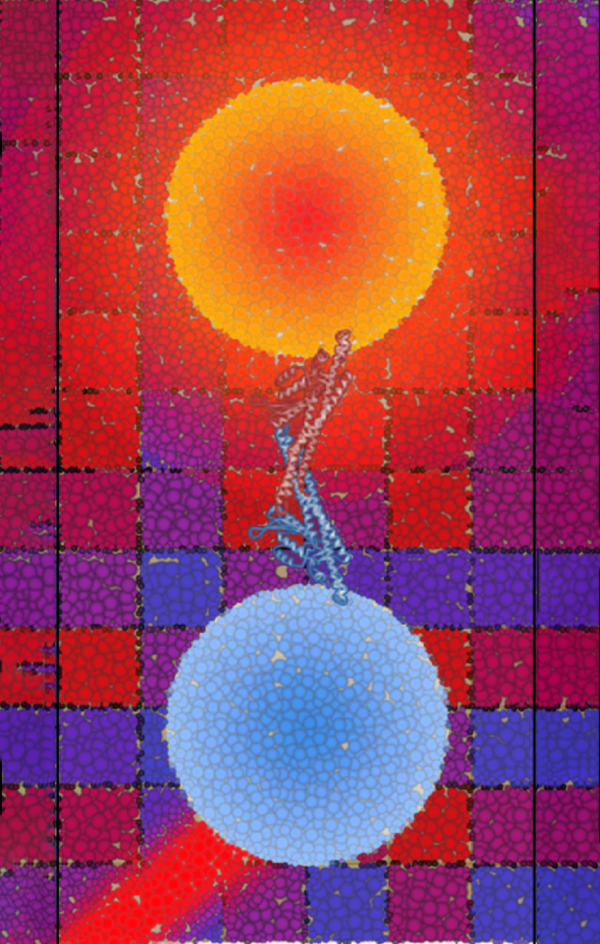 Seeing protein-protein interactions in a new way