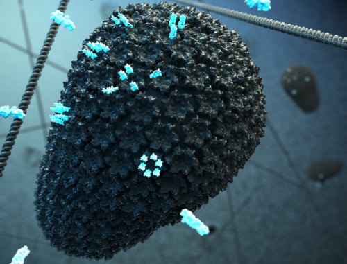 Image - How HIV adapted for pandemic spread