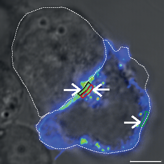 Image: Fluorescently labelled proteins used to track the movement of T cell receptors on the surface of and inside an activated T cell