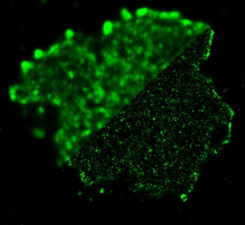 Chief Investigators receive NHMRC awards