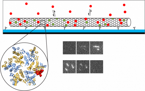 A novel biosensor to monitor interactions between HIV-1