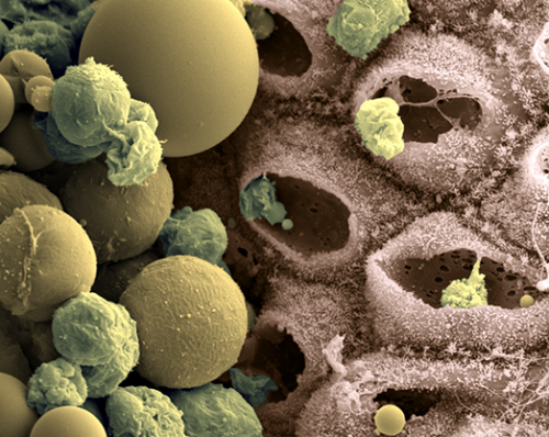 Milk producing cells after secretion of milk fats and proteins