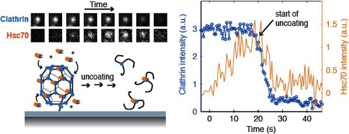 Figure 1: Fluorescence imaging 