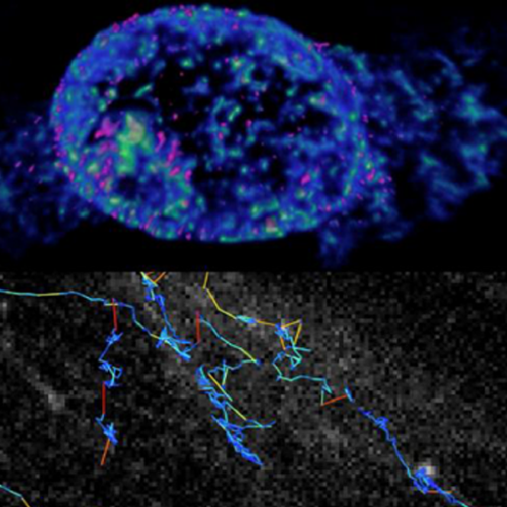 Cellular physiology - Images source: Cellular Physiology Lab