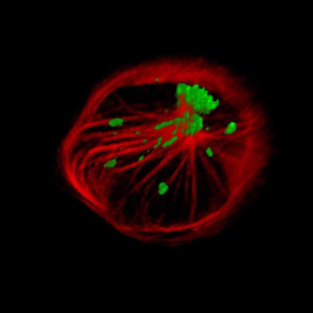 Fluorescence imaging of a T cell - image source: Endosomal Networks in Immunology