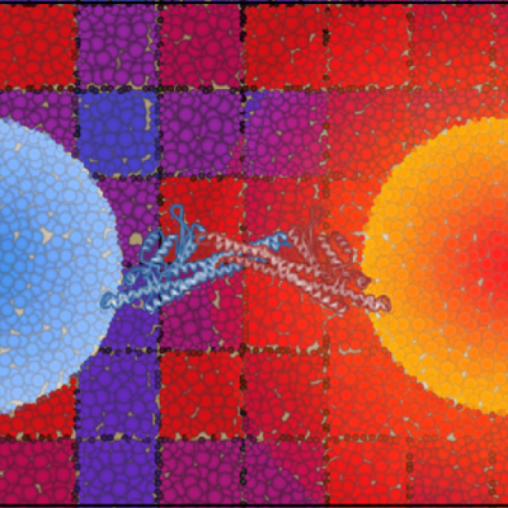 Protein-protein interactions - InteracTeam