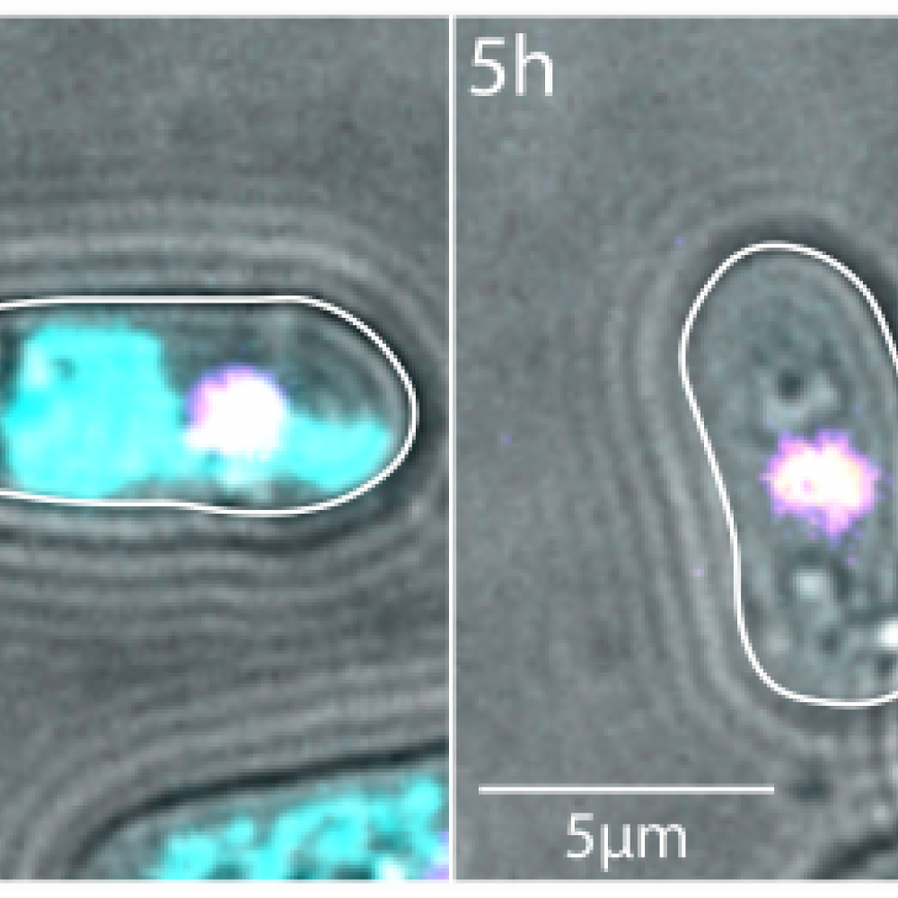 Cell division of fission yeast