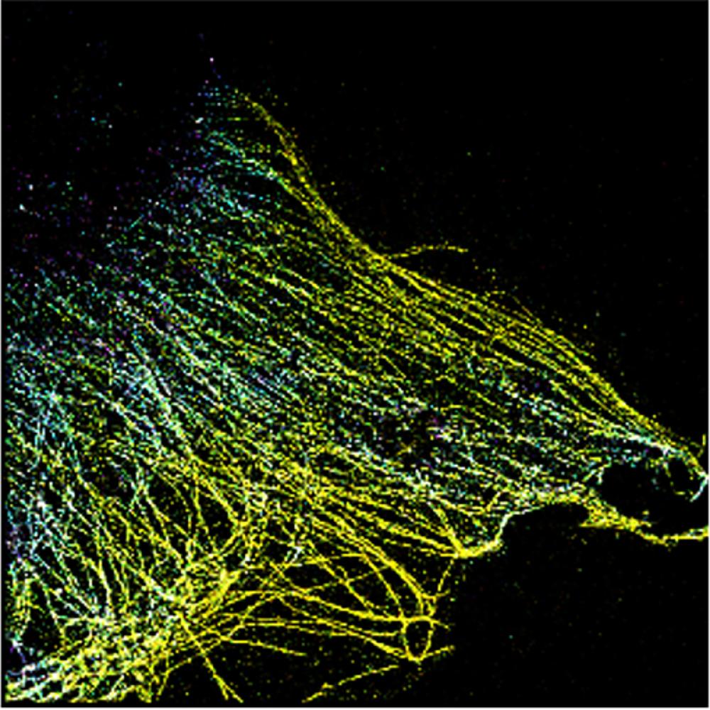 3D super-resolution microscopy image of cellular microtubule networks where colour changes indicate different imaging depths. Photo: Jongho Baek