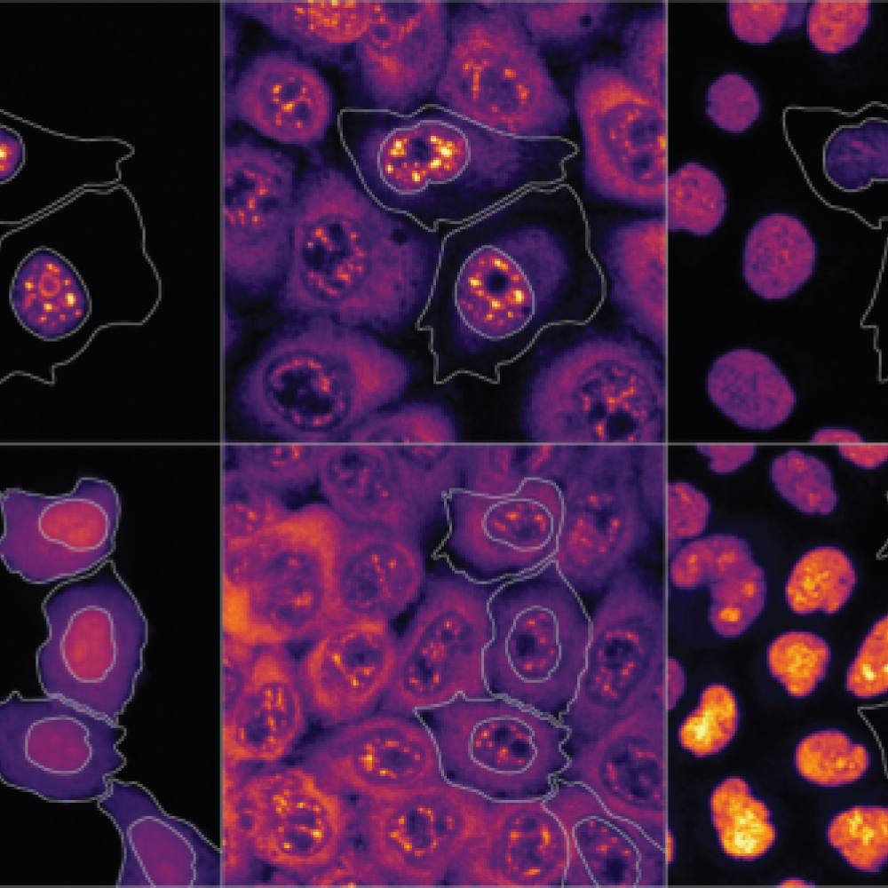 By visualising different proteins expressed within single cells, Scott Berry is setting out to decipher the basic mechanisms that control gene expression.