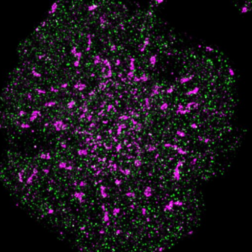 A T cell showing precise localisation of T cell receptors (pink) and CD45 phosphatase (green)