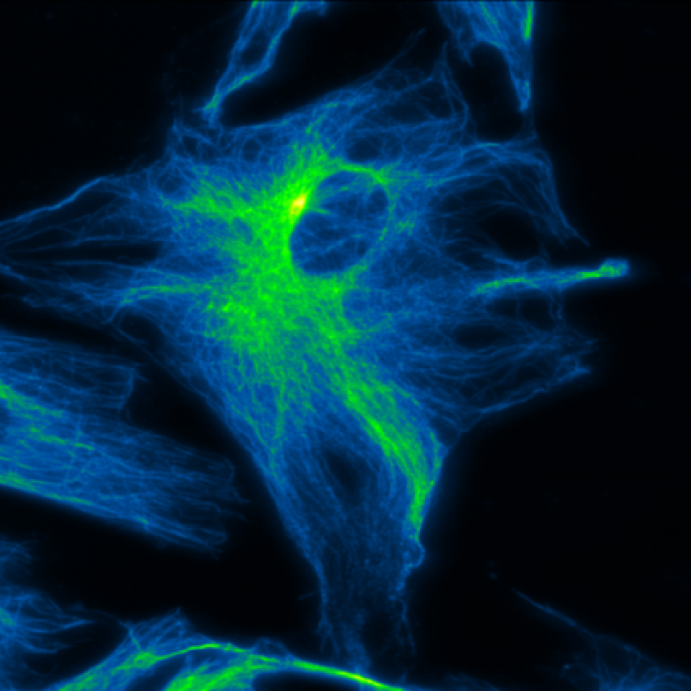 Image - Dynamic Cellular Organisation