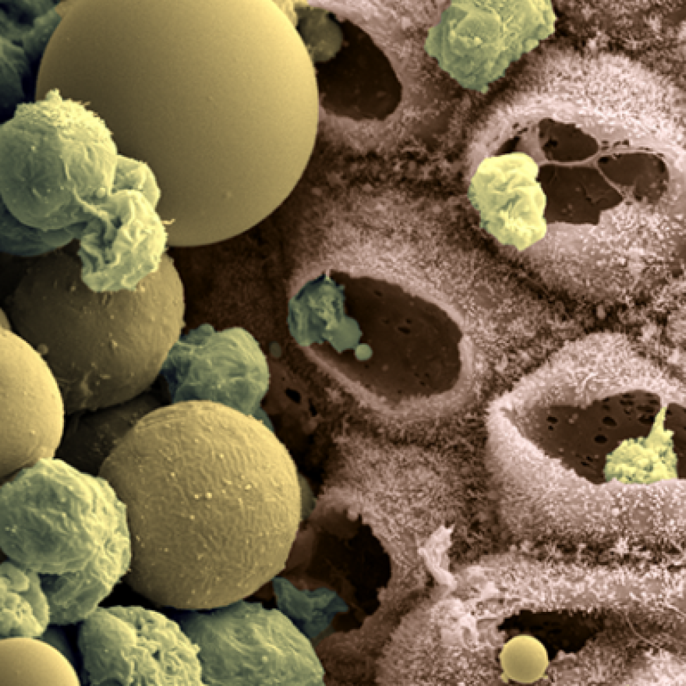 Milk producing cells after secretion of milk fats and proteins