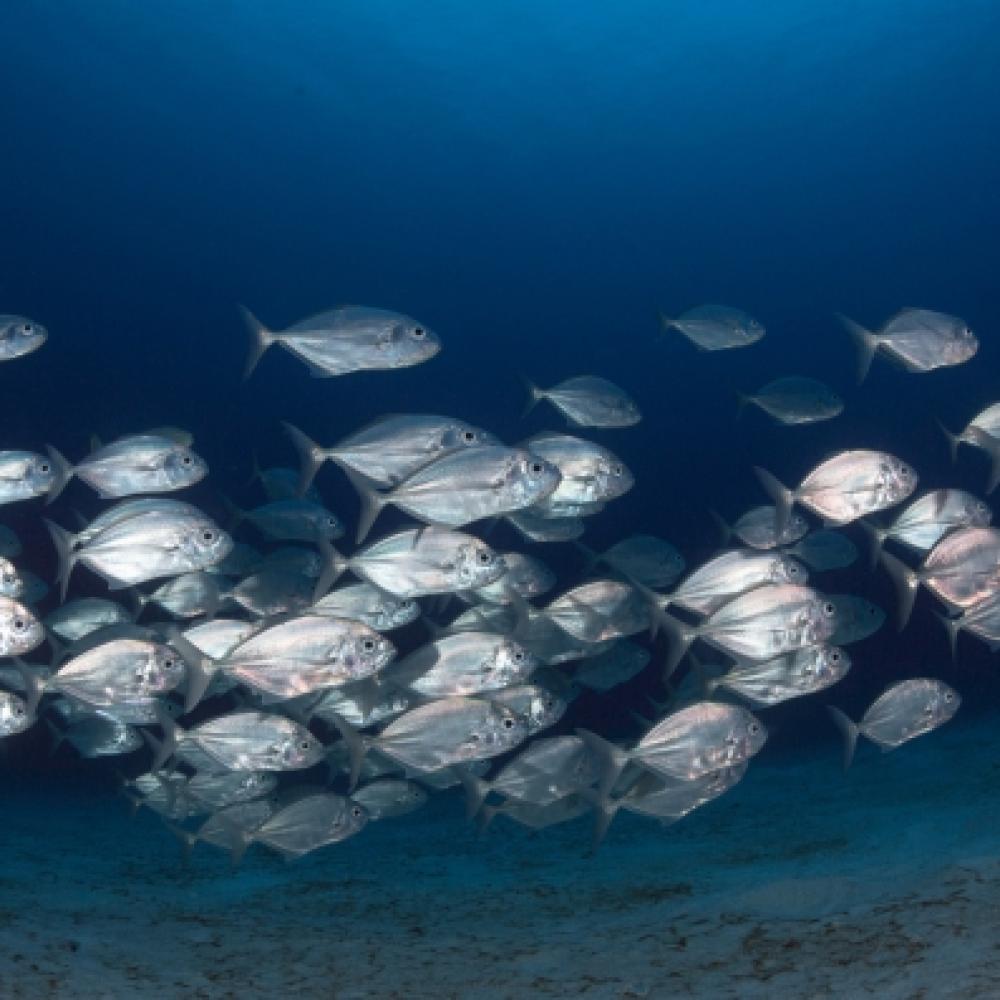According to the new study, every fish only interacts with one other fish at any given time – either spontaneously changing direction, or copying the direction of another fish. Photo: Milos Prelevic/Unsplash