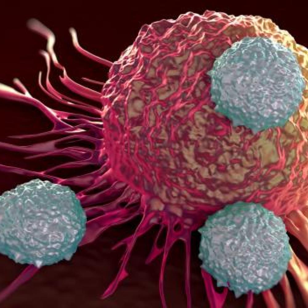 The team showed that cancer-killing T cells can home-in on tumour cells independently of intermediary immune cells. Photo: Shutterstock