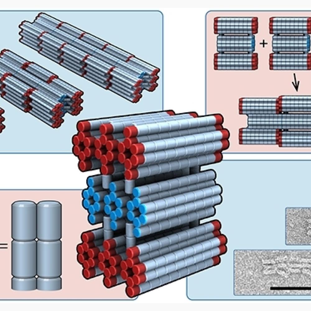 At UNSW, researchers use DNA to build nanorobots. Pictured here are their PolyBricks. Image: Jonathan Berengut