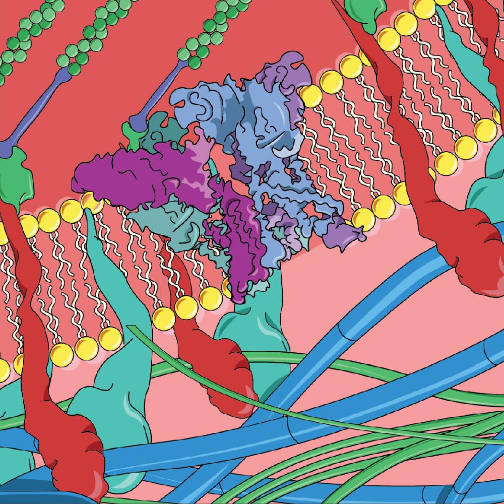 Cellular Mechanotransduction. Image: Jess Richardson